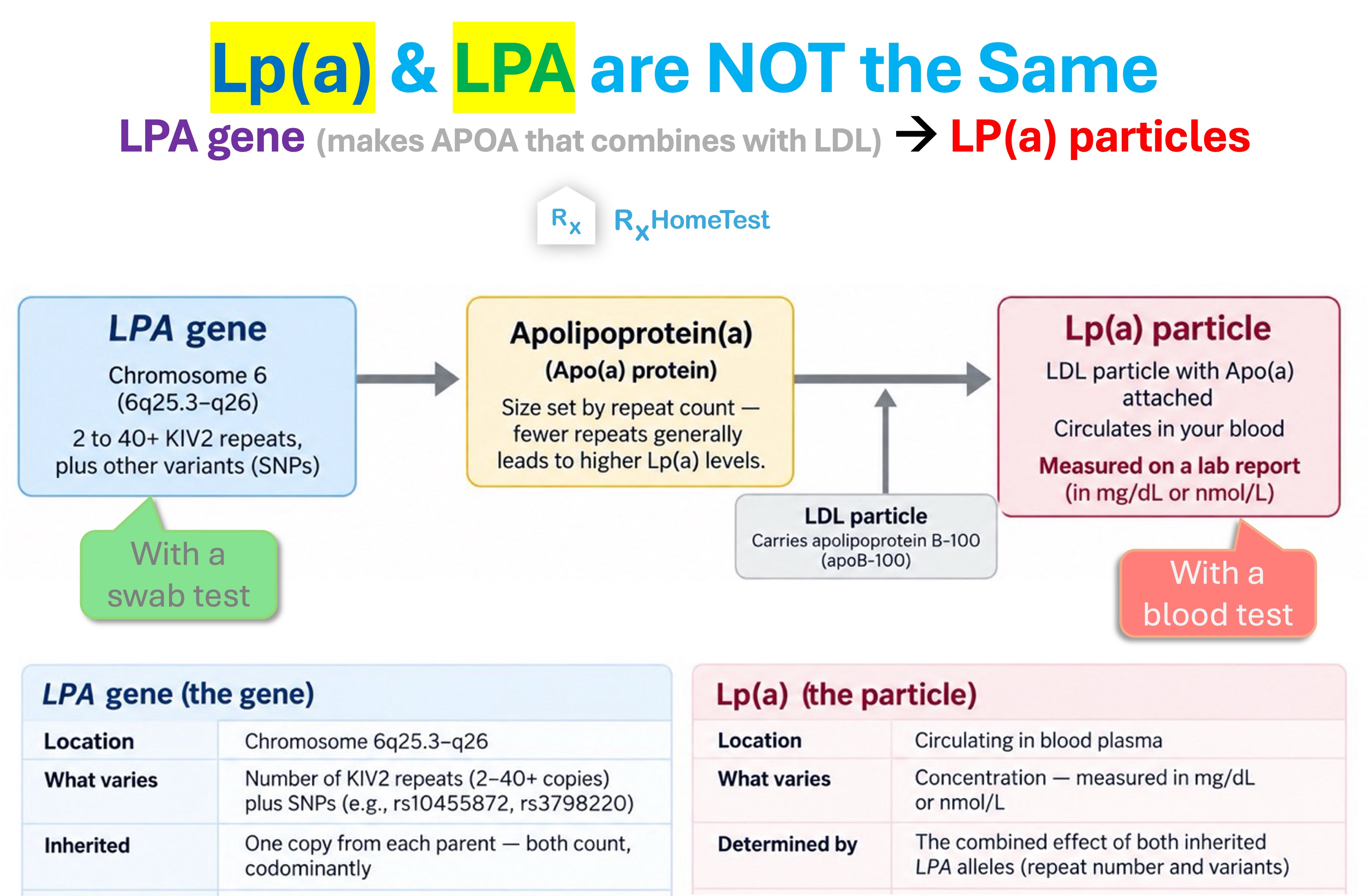 Lp(a) vs LPA - What's the Difference?