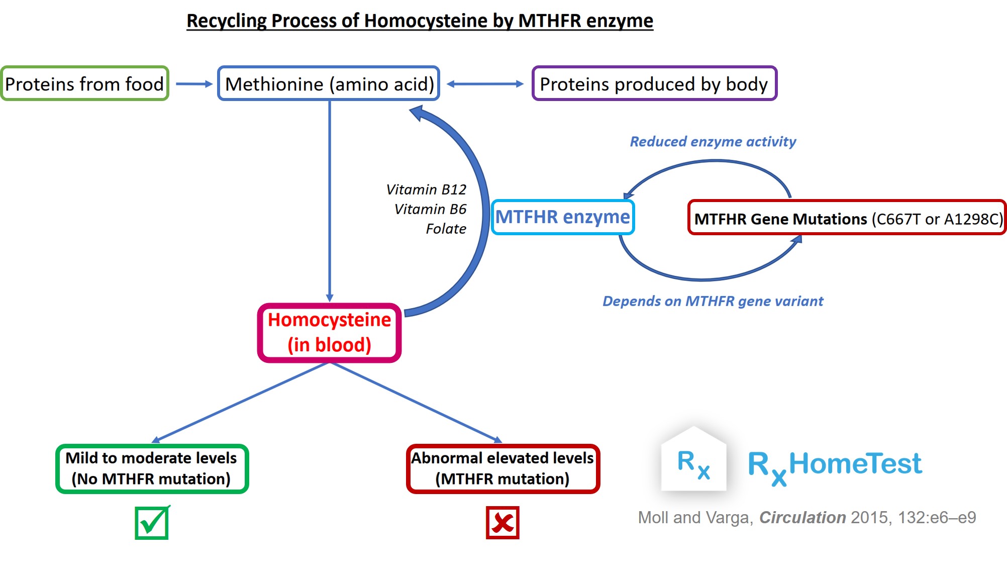 How to Find Out if You Have MTHFR Gene Variants - Gene Food