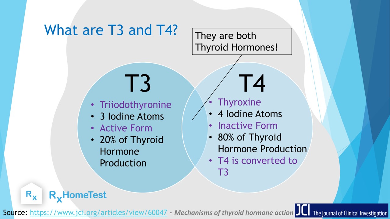 Thyroid Hormones T3 And T4