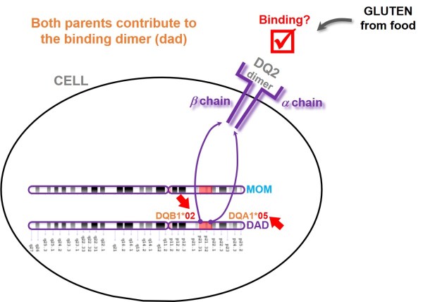 Celiac-DQ2-DQ5-dimer-cis2