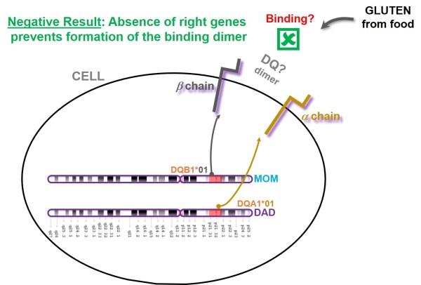 Celiac-DQ2-DQ5-dimerless