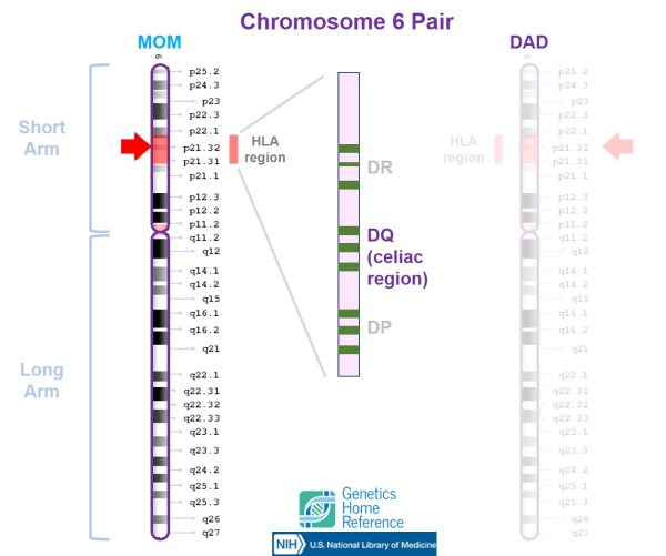 Chromosome6-pair-HLA