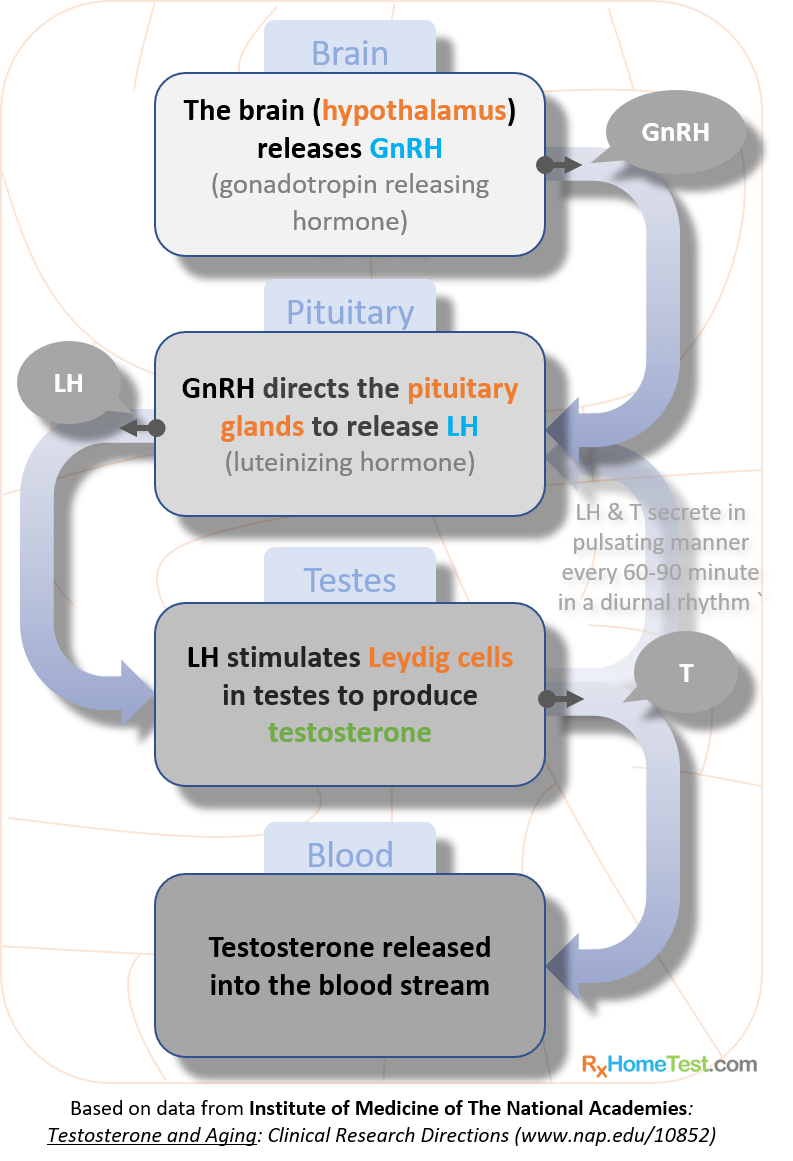 Testosterone-production-optimal