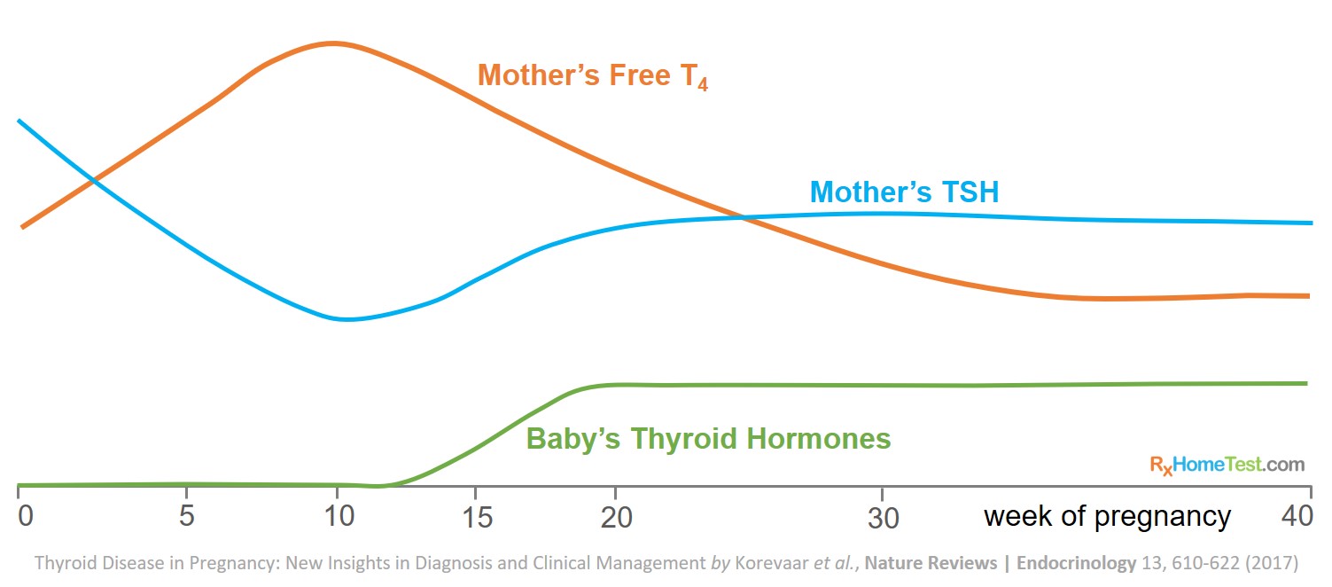 Thyroid Hormones Trend During Pregnancy