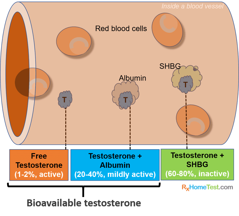 Testosteron #4 - Messwerte verstehen - Flowgrade